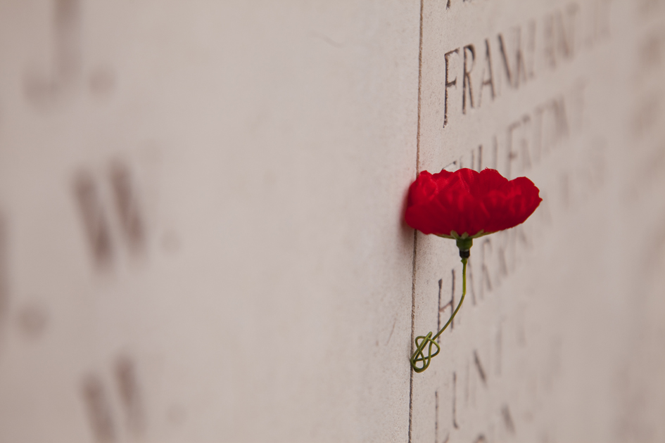 flanders fields - papoula