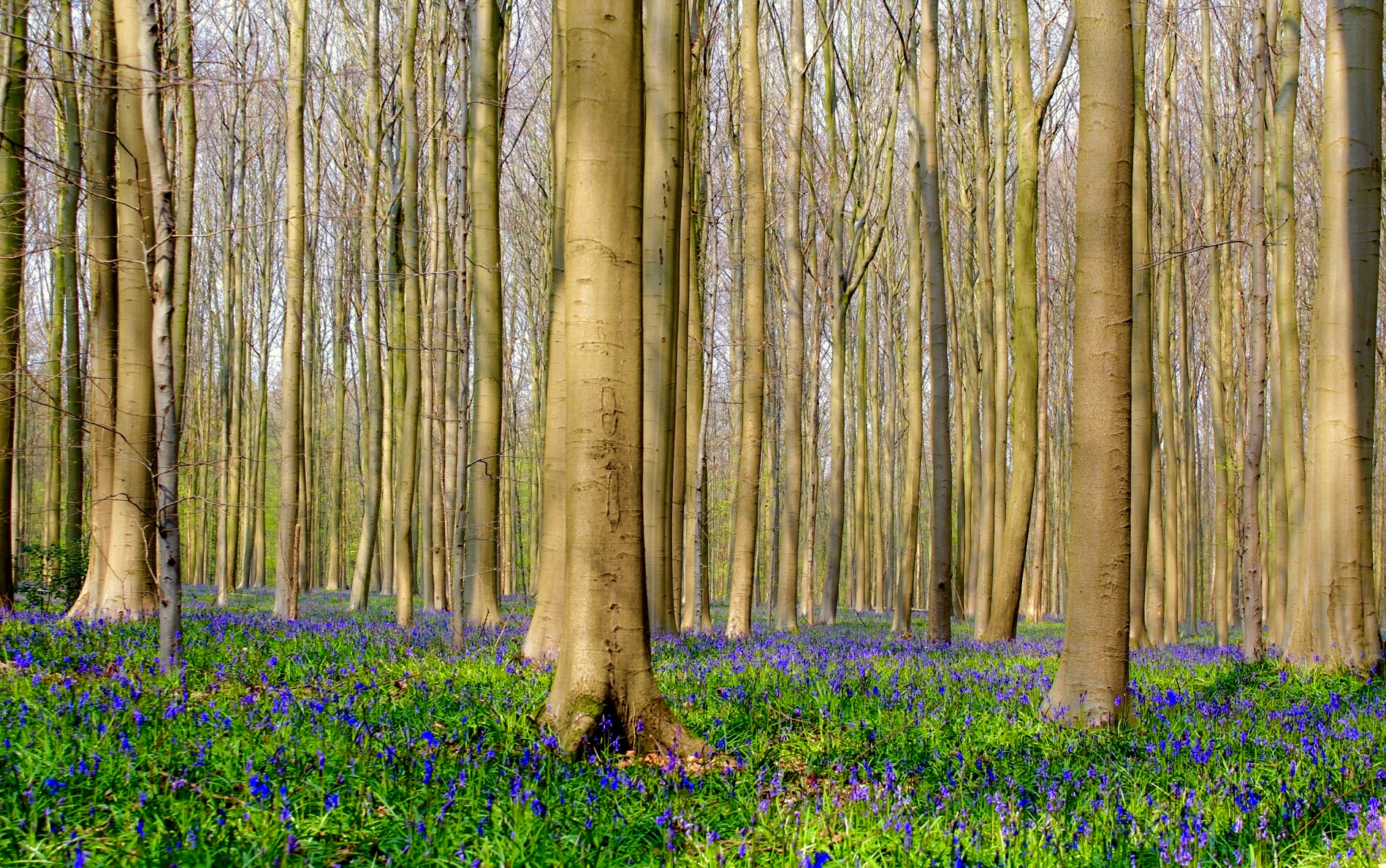hallerbos_2