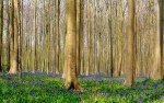 hallerbos_2