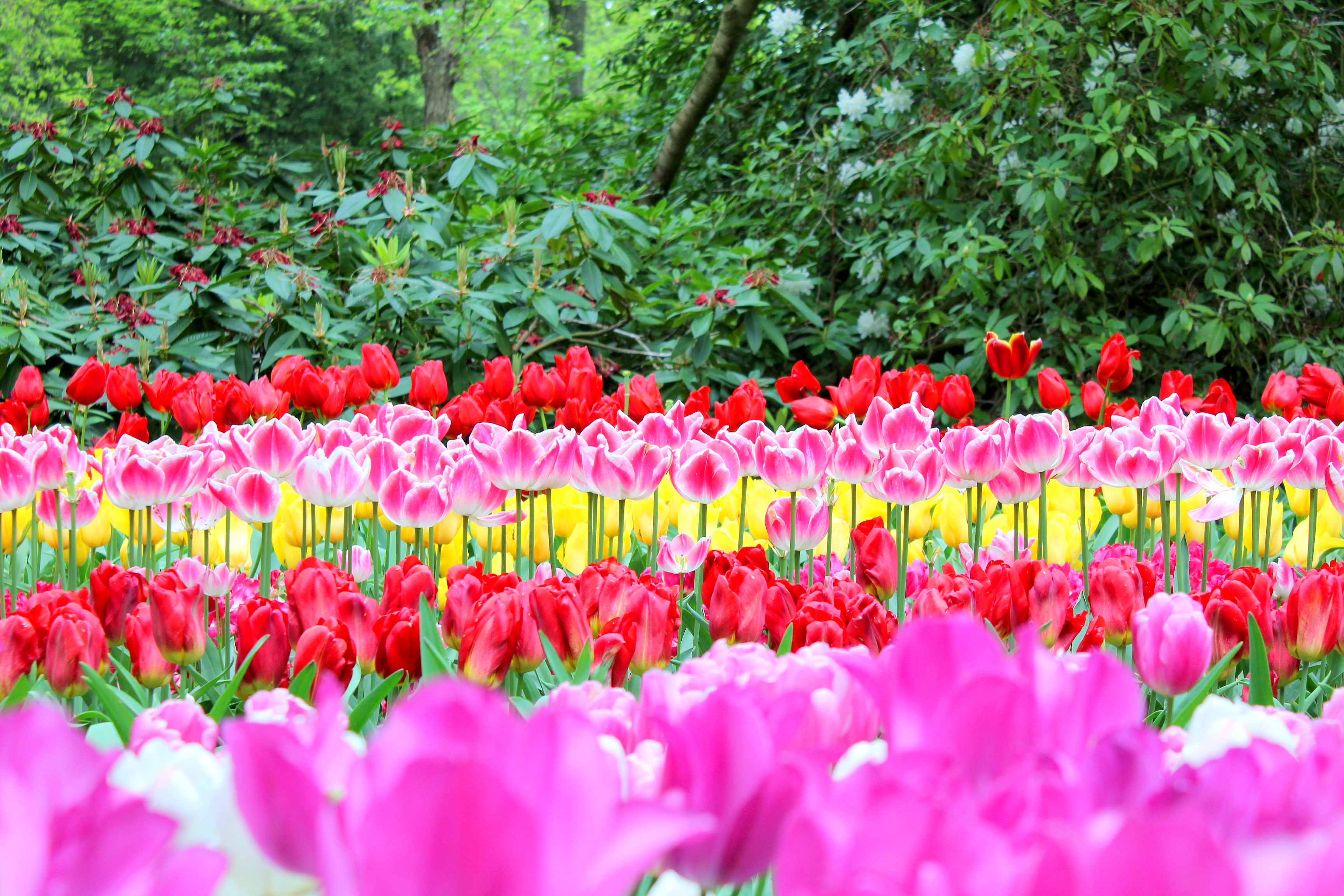 keukenhof_1