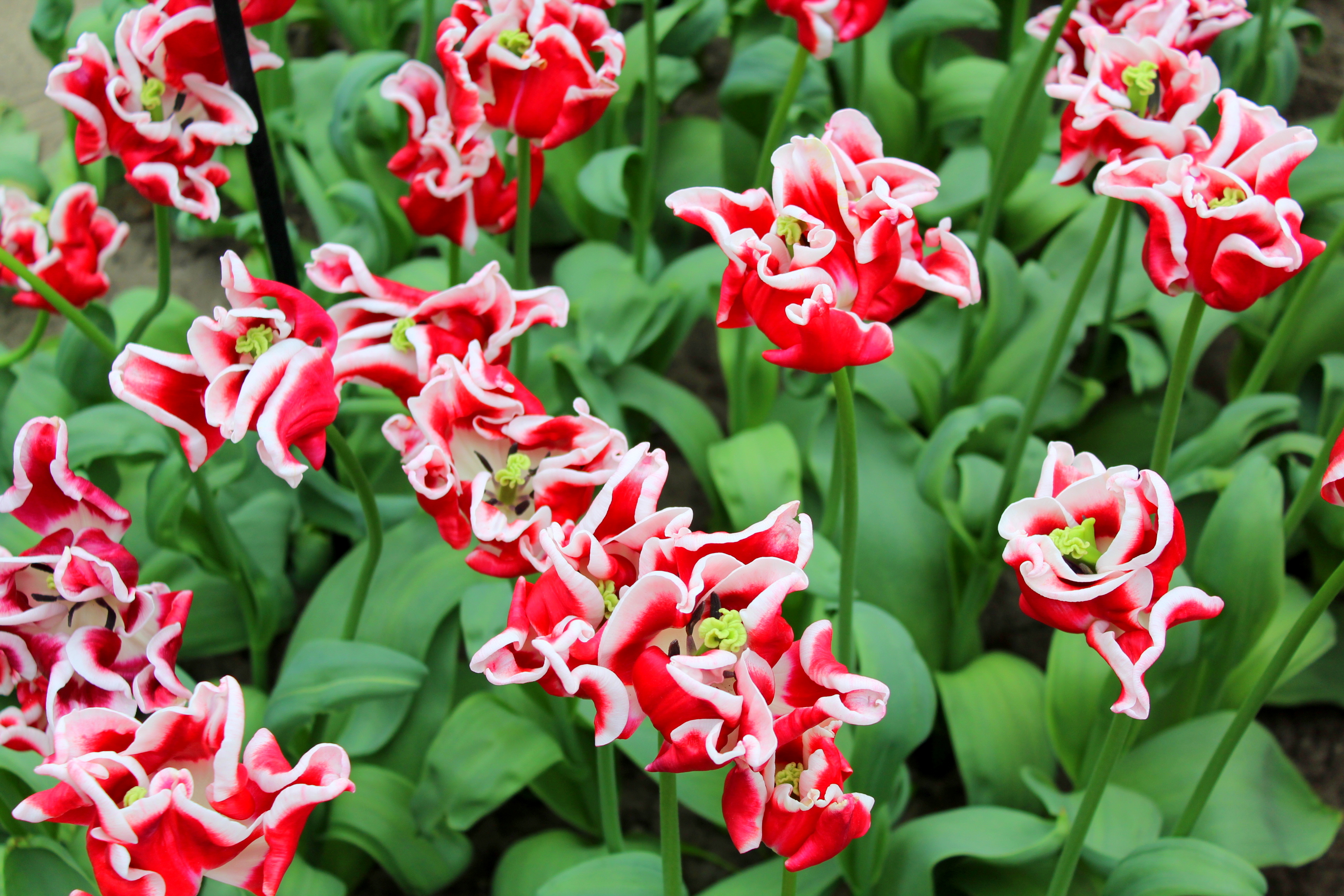 keukenhof_14