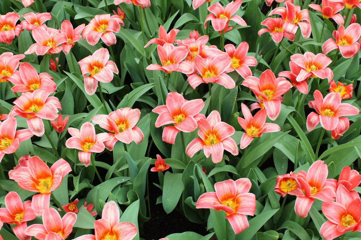 keukenhof_17