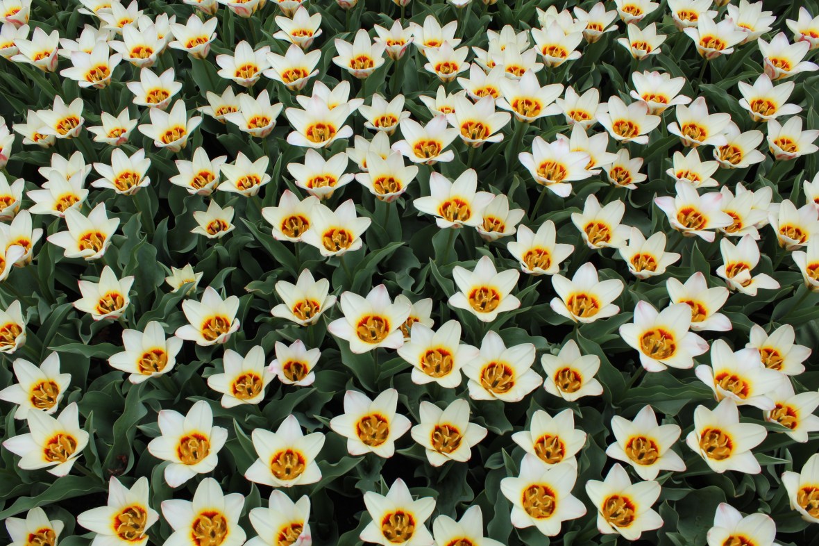 keukenhof_18
