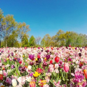 keukenhof_2