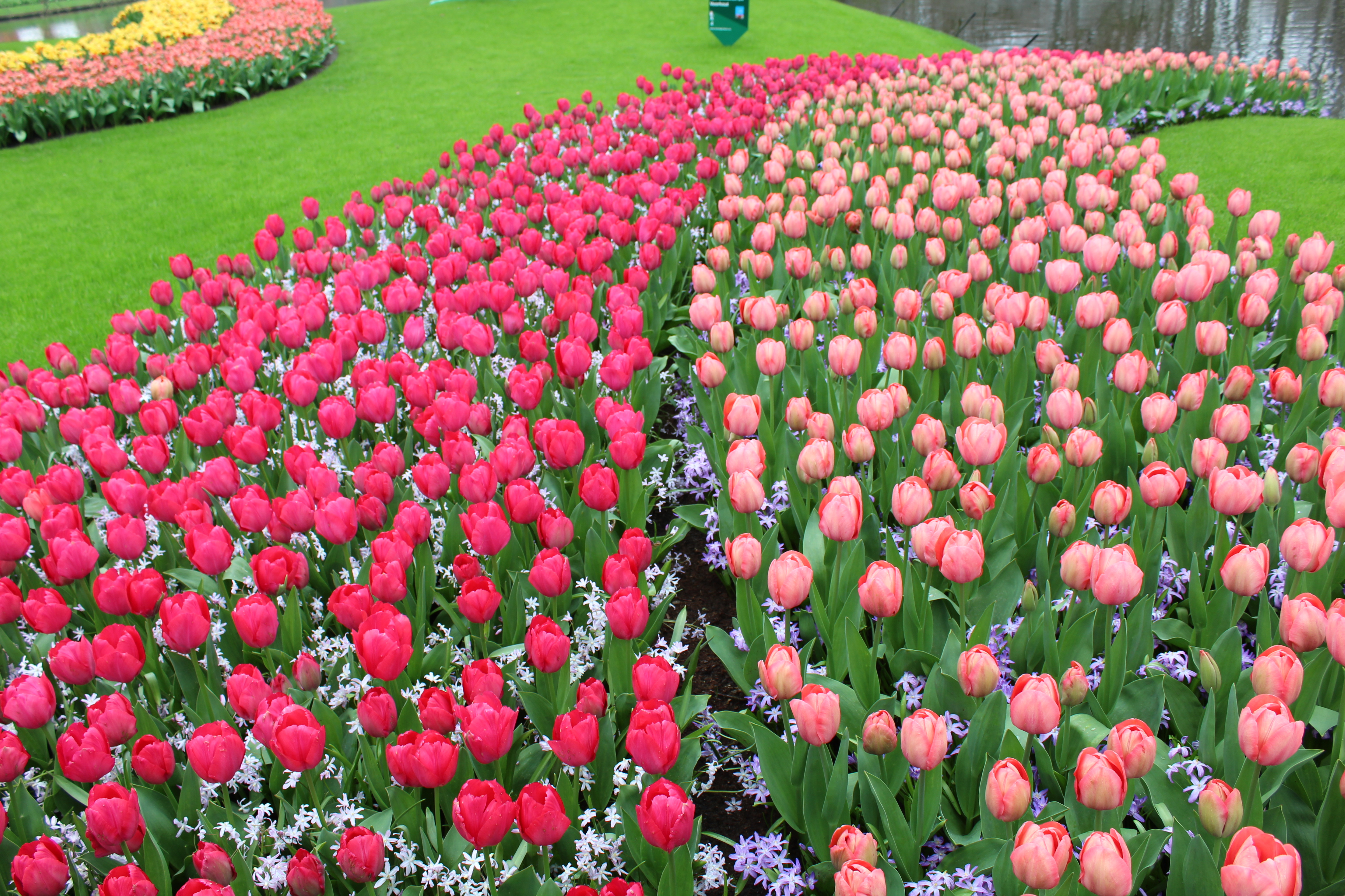 keukenhof_21