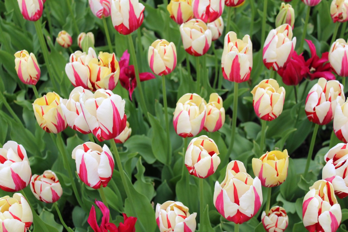 keukenhof_29