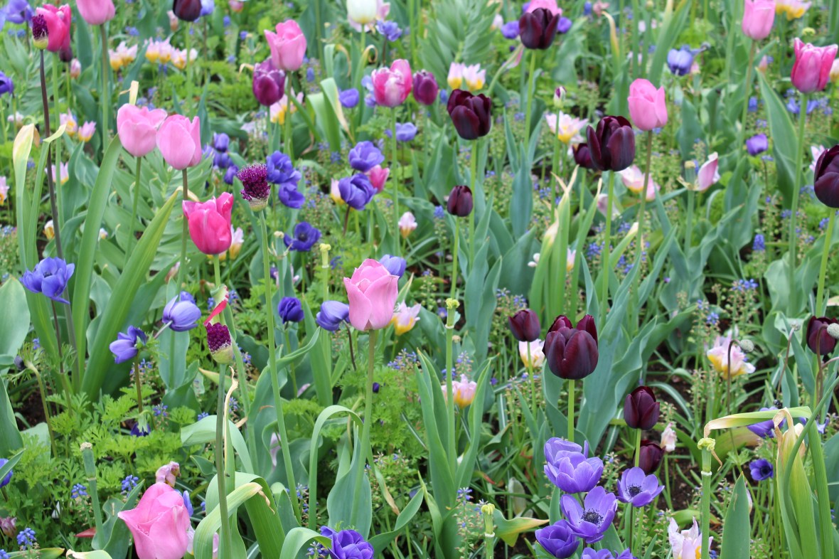 keukenhof_30