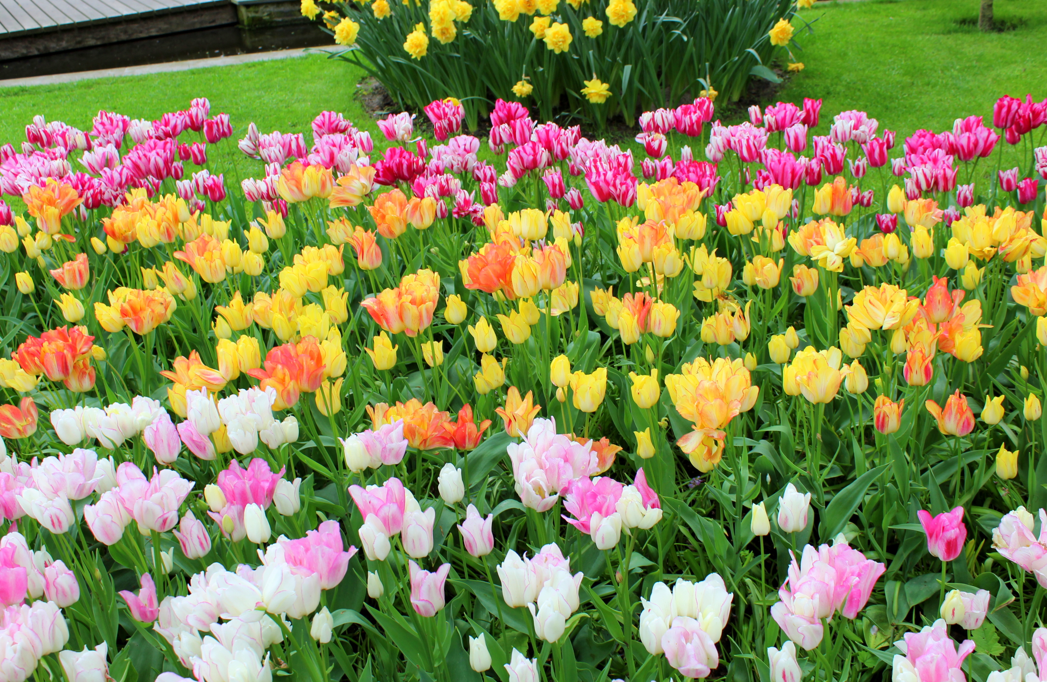 keukenhof_33.JPG