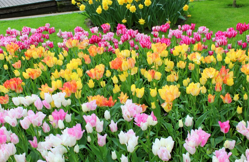 keukenhof_33.JPG
