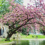 primavera - citadelpark_10